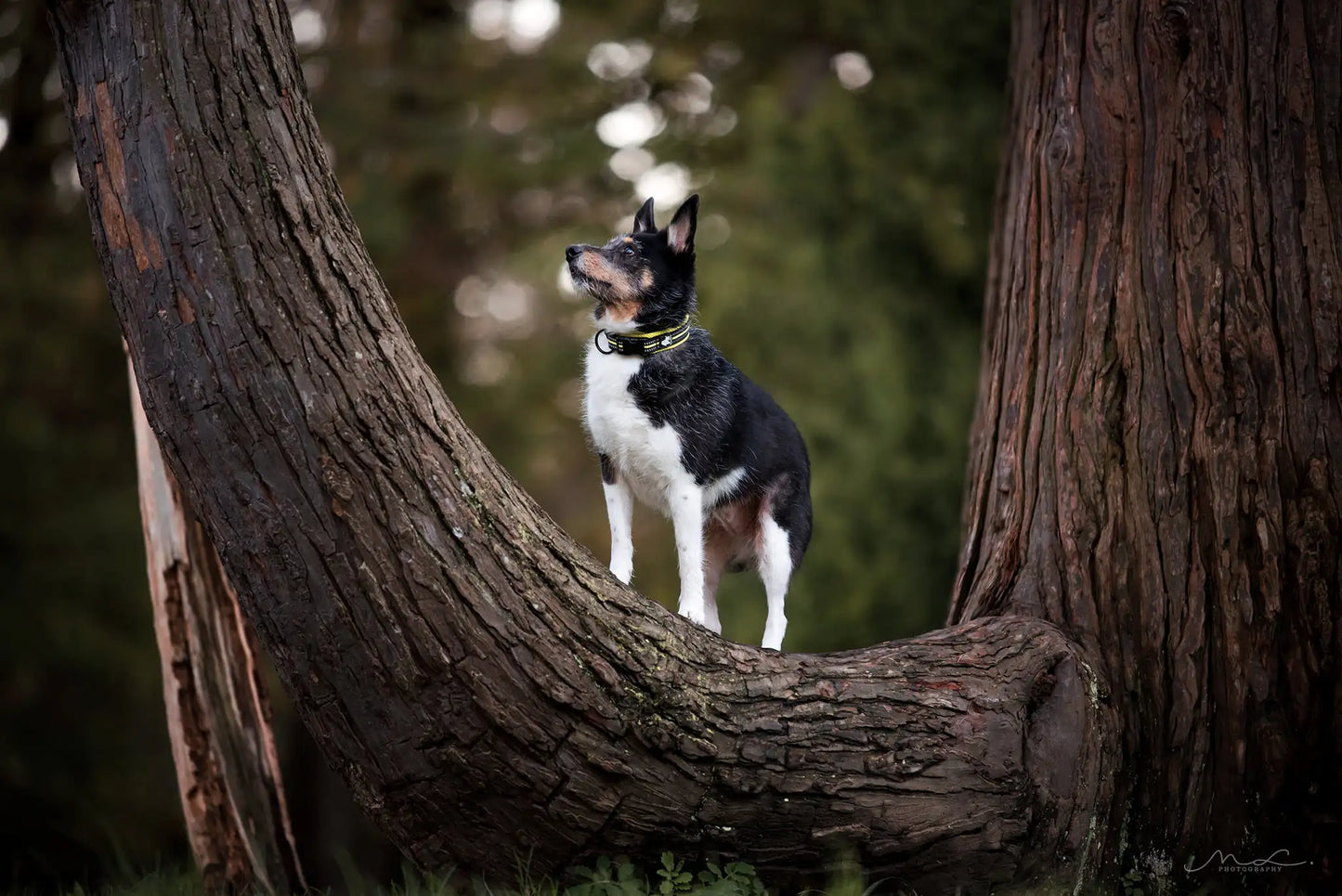 TRUELOVECN Truelove Nylon Dog Collar Padded Reflective Quick Release