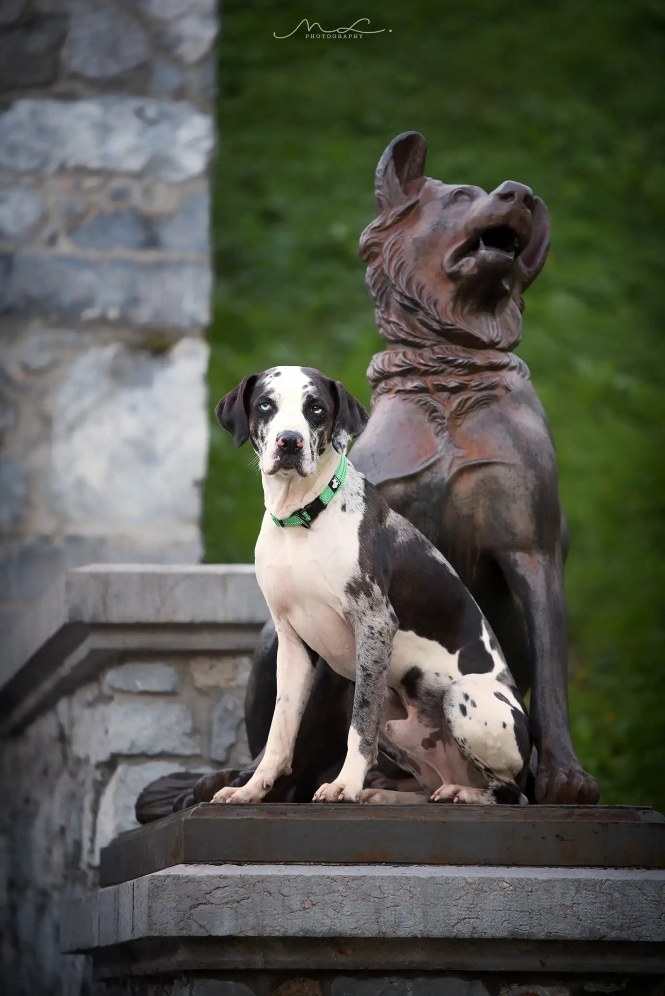 TRUELOVECN Truelove Nylon Dog Collar Padded Reflective Quick Release