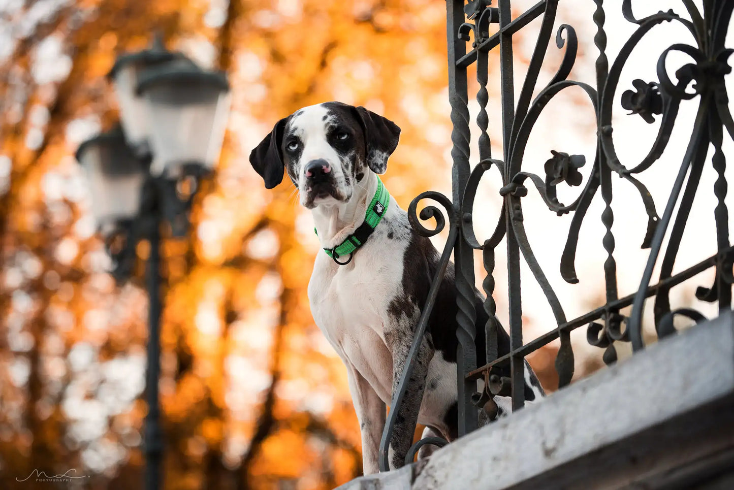 TRUELOVECN Truelove Nylon Dog Collar Padded Reflective Quick Release