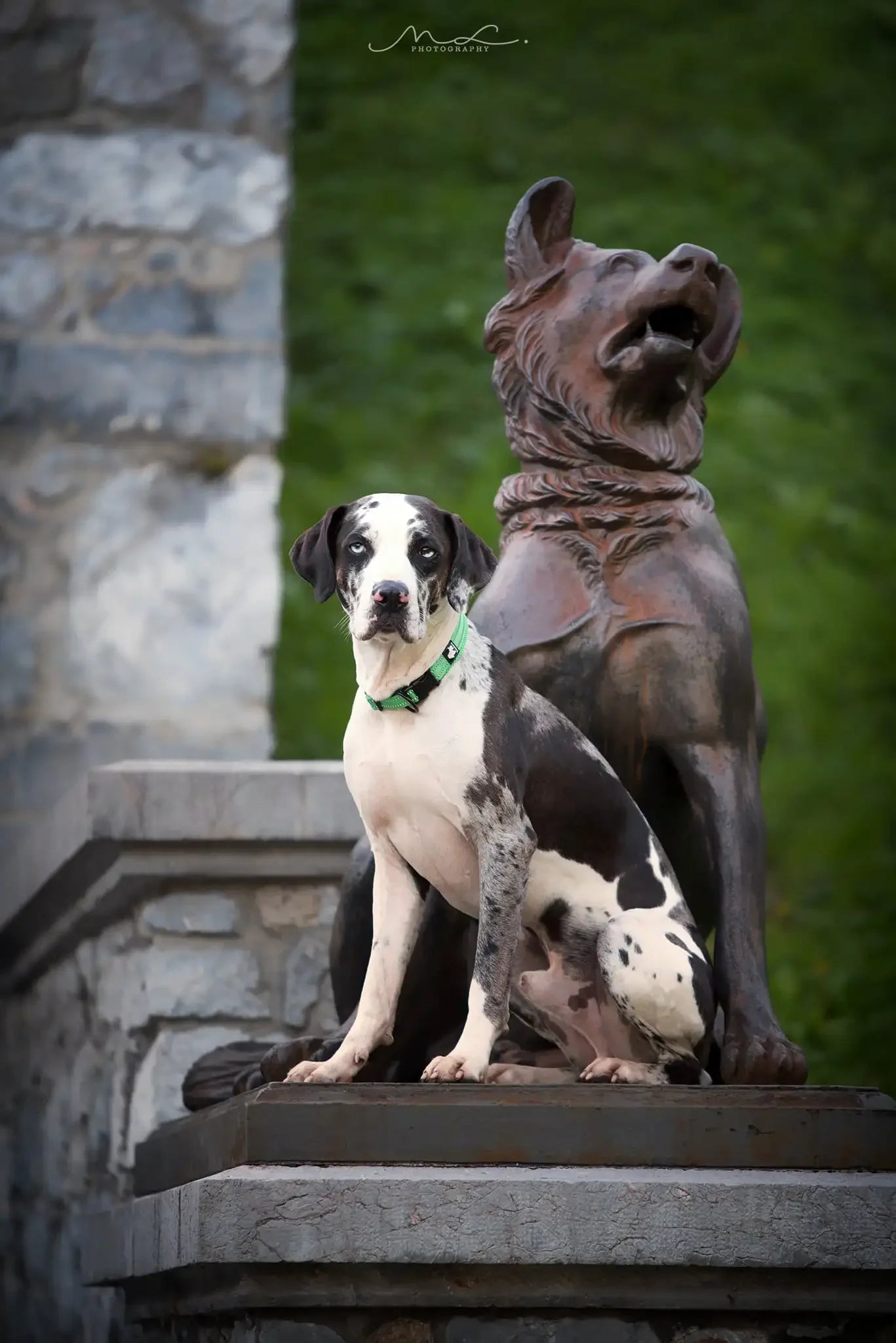 TRUELOVECN Truelove Nylon Dog Collar Padded Reflective Quick Release